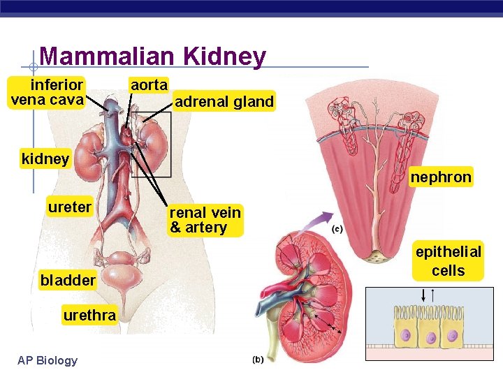 Mammalian Kidney inferior vena cava aorta adrenal gland kidney nephron ureter bladder urethra AP