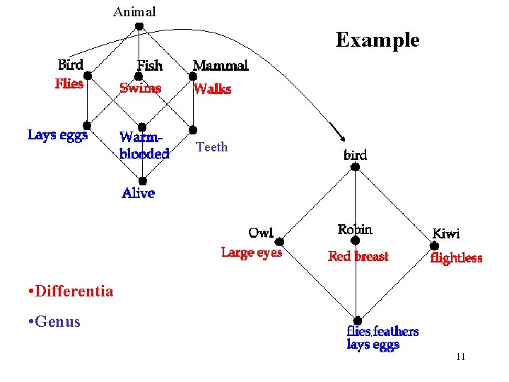 Animal Example Teeth • Differentia • Genus 11 