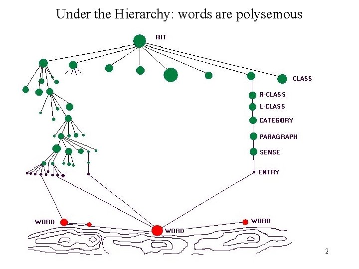 Under the Hierarchy: words are polysemous 2 
