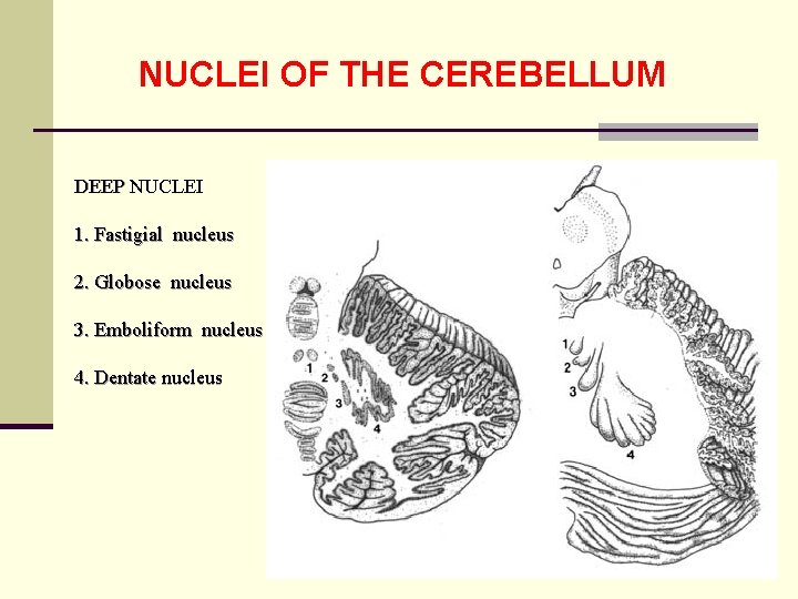 NUCLEI OF THE CEREBELLUM DEEP NUCLEI 1. Fastigial nucleus 2. Globose nucleus 3. Emboliform