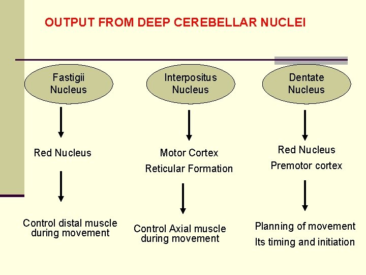 OUTPUT FROM DEEP CEREBELLAR NUCLEI Fastigii Nucleus Red Nucleus Control distal muscle during movement