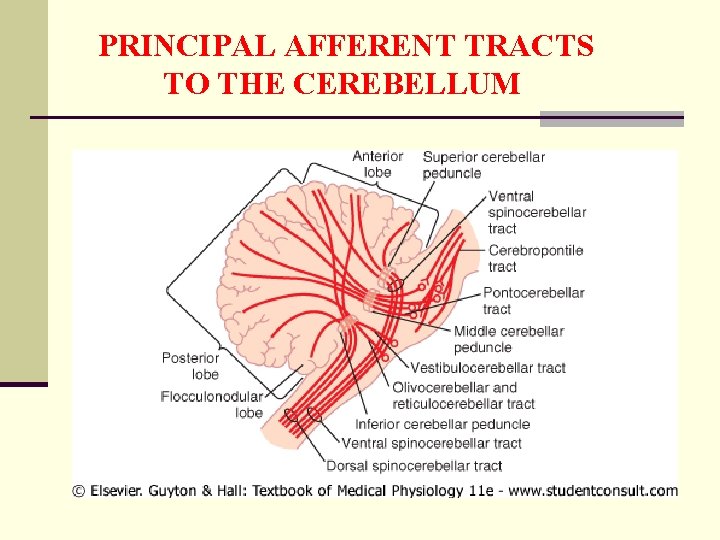 PRINCIPAL AFFERENT TRACTS TO THE CEREBELLUM 