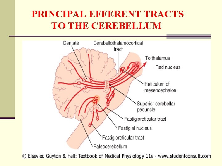 PRINCIPAL EFFERENT TRACTS TO THE CEREBELLUM 