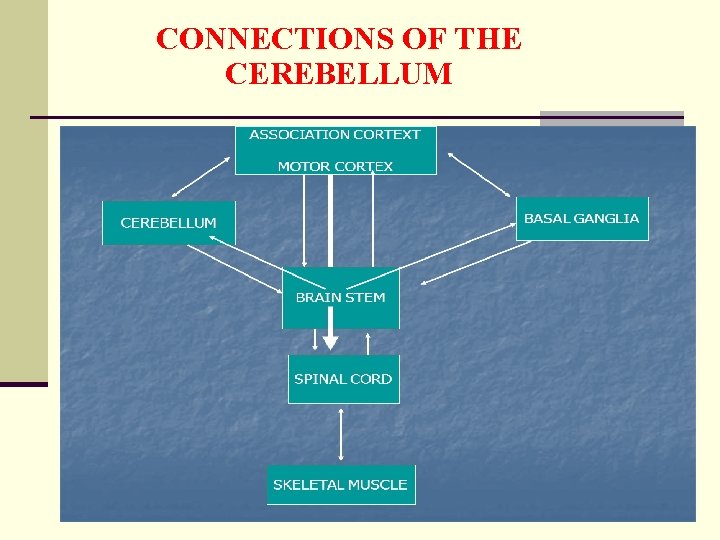 CONNECTIONS OF THE CEREBELLUM 