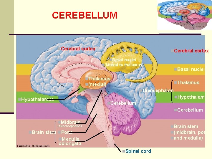 CEREBELLUM n. Table 5. 3 (1) n. Cerebral cortex Page 144 n. Cerebral cortex