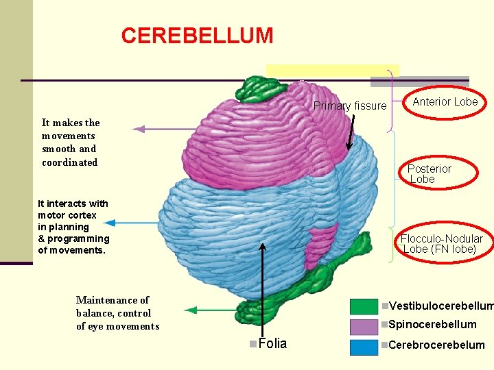 CEREBELLUM Primary fissure It makes the movements smooth and coordinated Anterior Lobe Posterior Lobe