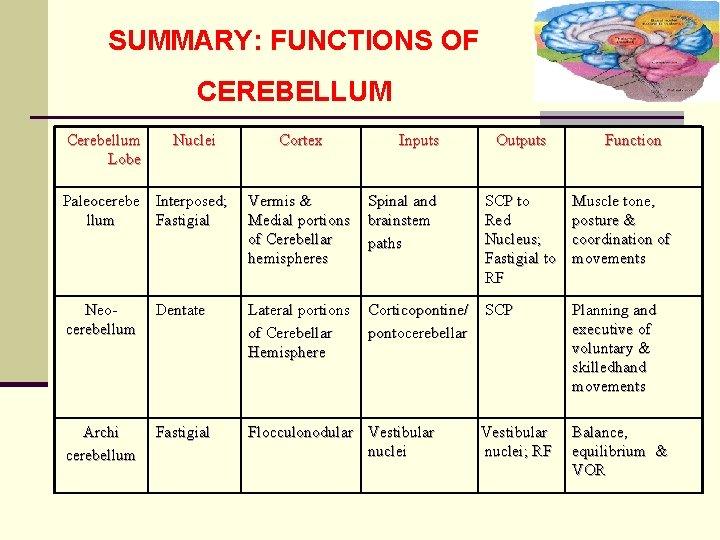SUMMARY: FUNCTIONS OF CEREBELLUM Cerebellum Lobe Nuclei Cortex Inputs Outputs Paleocerebe Interposed; llum Fastigial