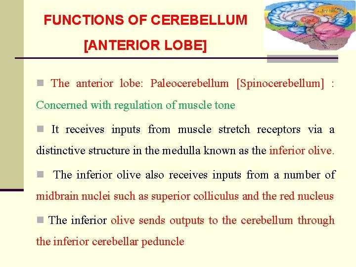 FUNCTIONS OF CEREBELLUM [ANTERIOR LOBE] n The anterior lobe: Paleocerebellum [Spinocerebellum] : Concerned with