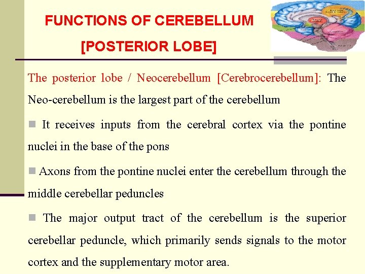 FUNCTIONS OF CEREBELLUM [POSTERIOR LOBE] The posterior lobe / Neocerebellum [Cerebrocerebellum]: The Neo-cerebellum is