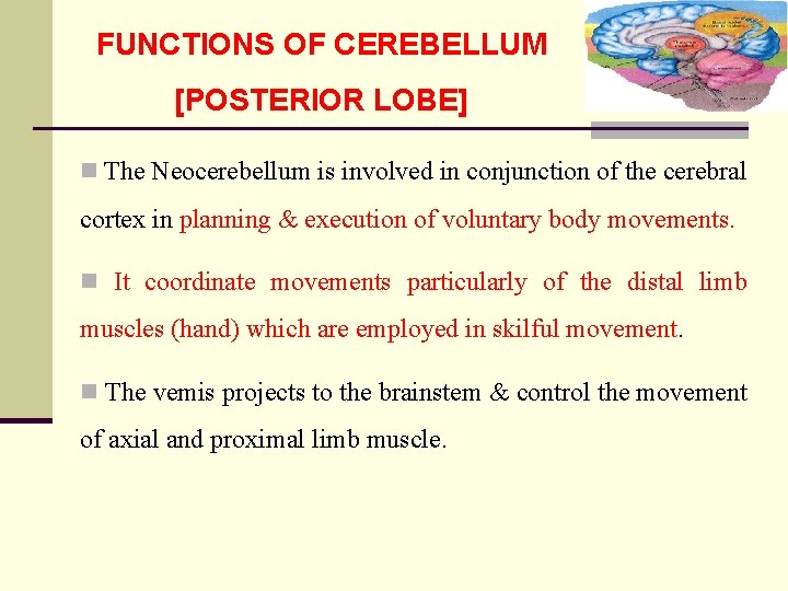 FUNCTIONS OF CEREBELLUM [POSTERIOR LOBE] n The Neocerebellum is involved in conjunction of the