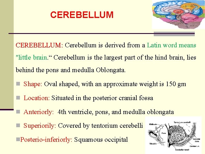 CEREBELLUM: Cerebellum is derived from a Latin word means "little brain. “ Cerebellum is