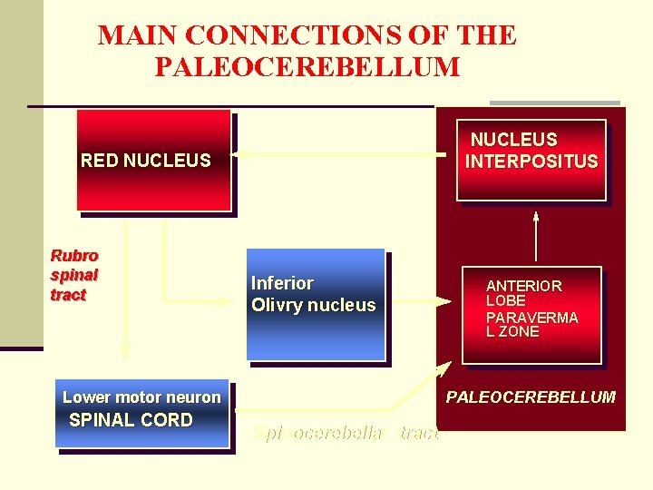 MAIN CONNECTIONS OF THE PALEOCEREBELLUM NUCLEUS INTERPOSITUS RED NUCLEUS Rubro spinal tract Inferior Olivry