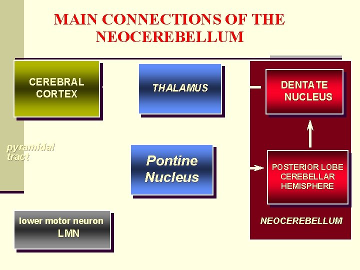MAIN CONNECTIONS OF THE NEOCEREBELLUM CEREBRAL CORTEX pyramidal tract THALAMUS Pontine Nucleus lower motor