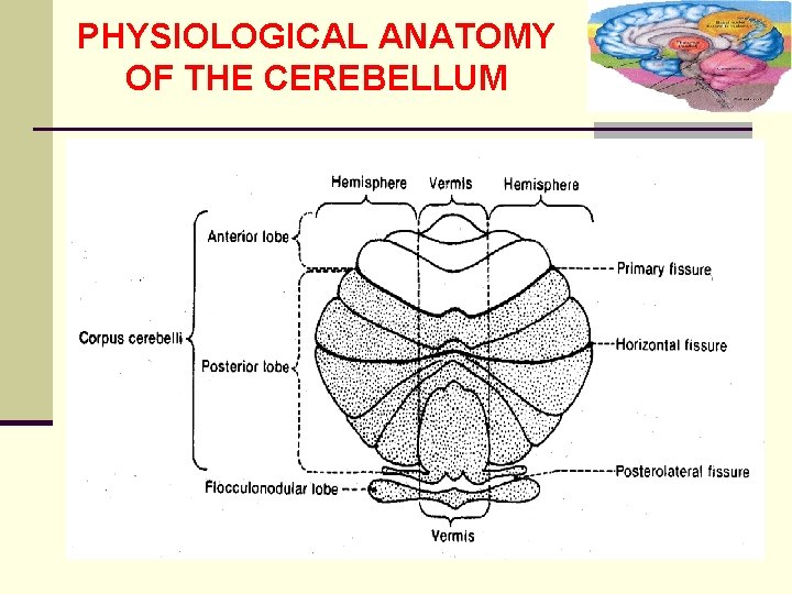 PHYSIOLOGICAL ANATOMY OF THE CEREBELLUM 