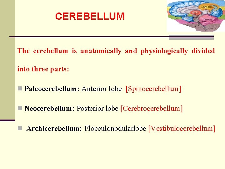 CEREBELLUM The cerebellum is anatomically and physiologically divided into three parts: n Paleocerebellum: Anterior