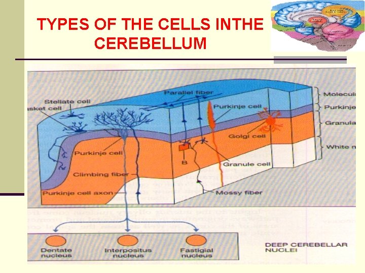 TYPES OF THE CELLS INTHE CEREBELLUM 