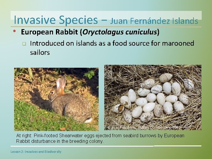 Invasive Species − Juan Fernández Islands • European Rabbit (Oryctolagus cuniculus) q Introduced on