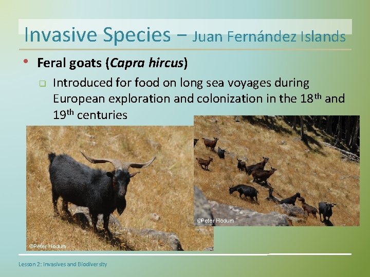 Invasive Species − Juan Fernández Islands • Feral goats (Capra hircus) q Introduced for