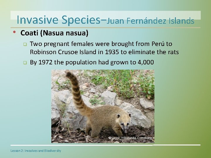 Invasive Species−Juan Fernández Islands • Coati (Nasua nasua) q q Two pregnant females were