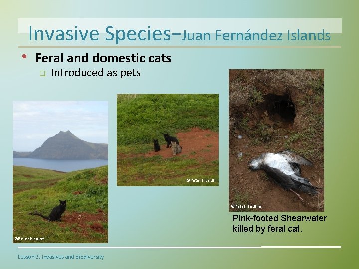 Invasive Species−Juan Fernández Islands • Feral and domestic cats q Introduced as pets ©Peter