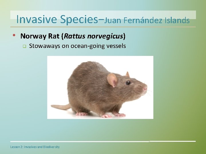 Invasive Species−Juan Fernández Islands • Norway Rat (Rattus norvegicus) q Stowaways on ocean-going vessels