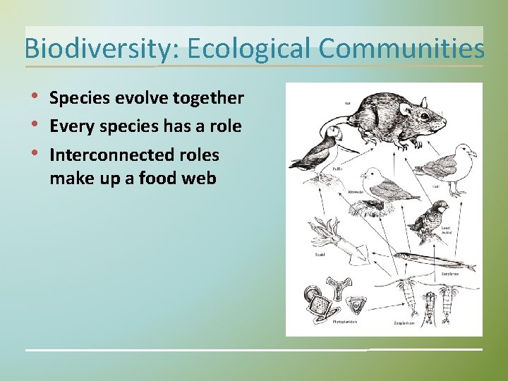 Biodiversity: Ecological Communities • Species evolve together • Every species has a role •