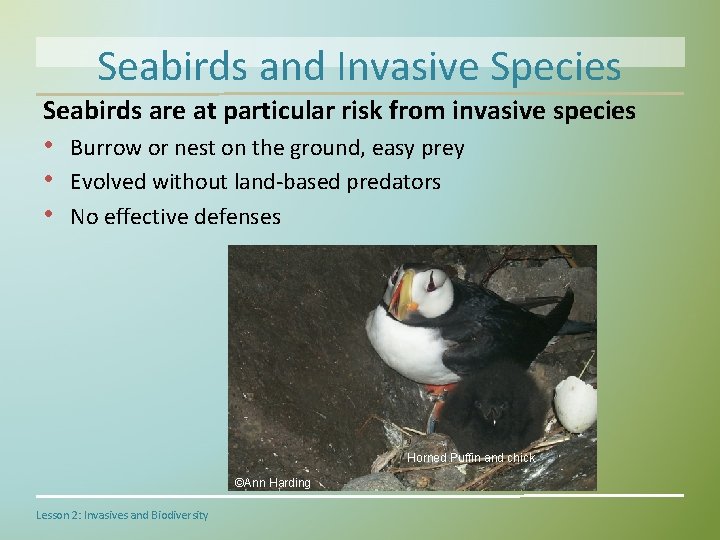 Seabirds and Invasive Species Seabirds are at particular risk from invasive species • Burrow