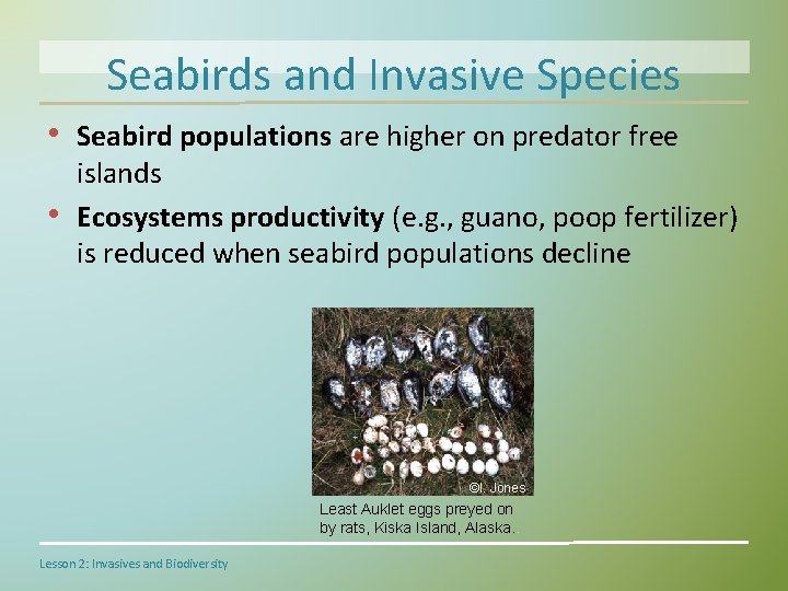 Seabirds and Invasive Species • Seabird populations are higher on predator free • islands