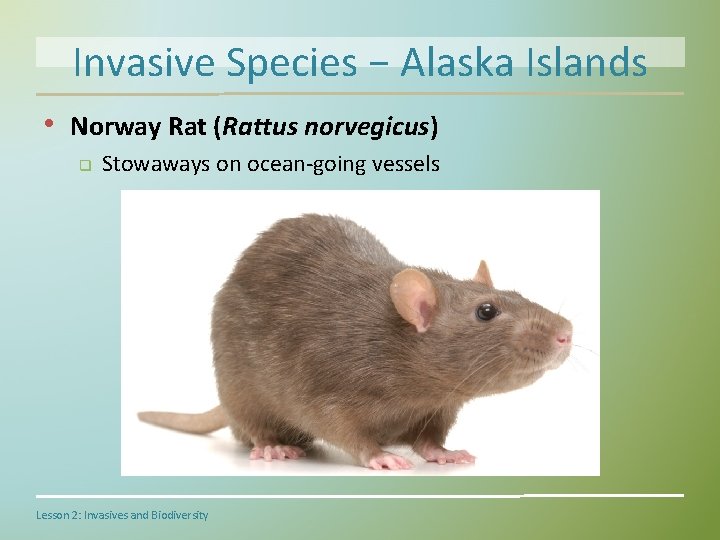 Invasive Species − Alaska Islands • Norway Rat (Rattus norvegicus) q Stowaways on ocean-going
