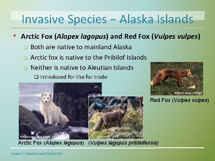 Invasive Species − Alaska Islands • Arctic Fox (Alopex lagopus) and Red Fox (Vulpes