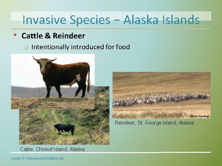 Invasive Species − Alaska Islands • Cattle & Reindeer q Intentionally introduced for food