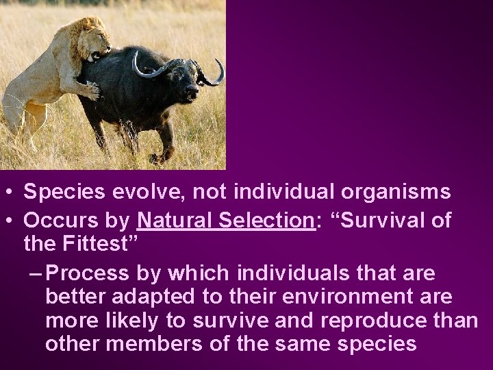  • Species evolve, not individual organisms • Occurs by Natural Selection: “Survival of