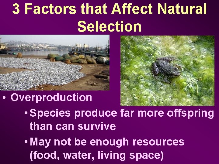 3 Factors that Affect Natural Selection • Overproduction • Species produce far more offspring