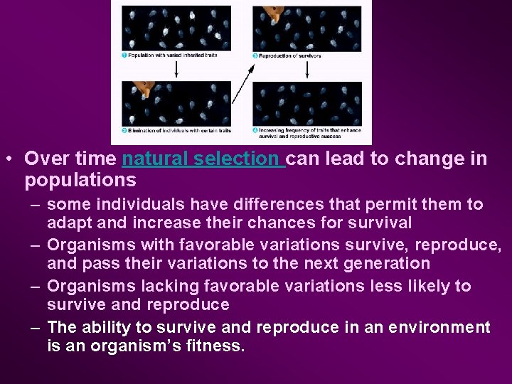  • Over time natural selection can lead to change in populations – some