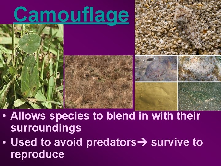 Camouflage • Allows species to blend in with their surroundings • Used to avoid