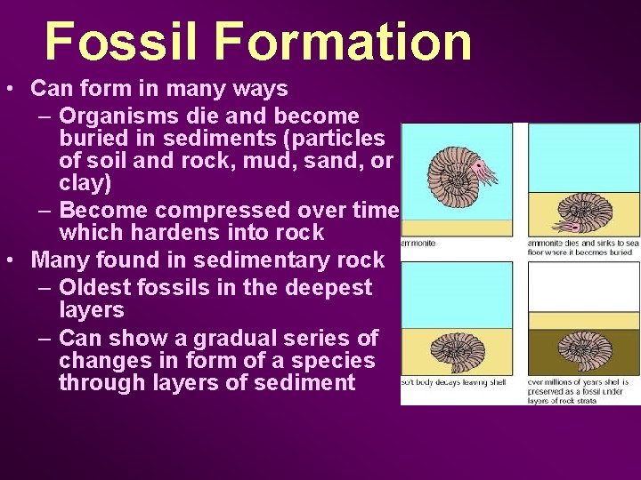 Fossil Formation • Can form in many ways – Organisms die and become buried