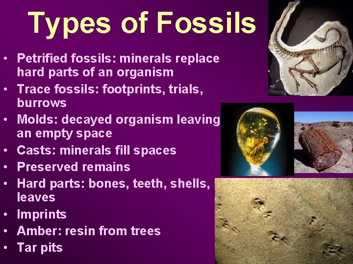 Types of Fossils • Petrified fossils: minerals replace hard parts of an organism •