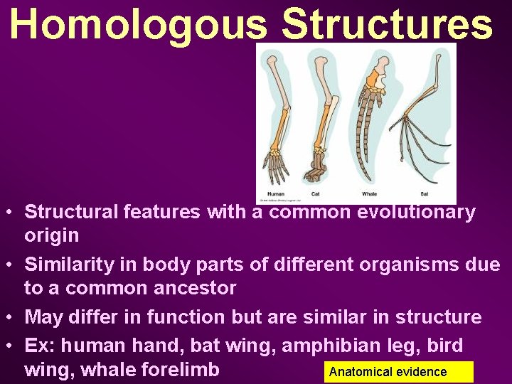 Homologous Structures • Structural features with a common evolutionary origin • Similarity in body