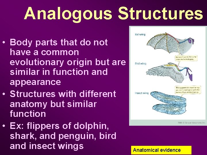Analogous Structures • Body parts that do not have a common evolutionary origin but