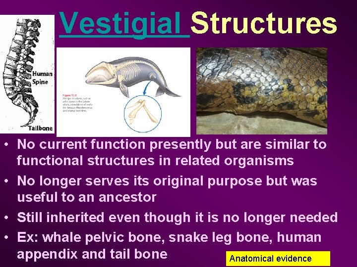 Vestigial Structures • No current function presently but are similar to functional structures in