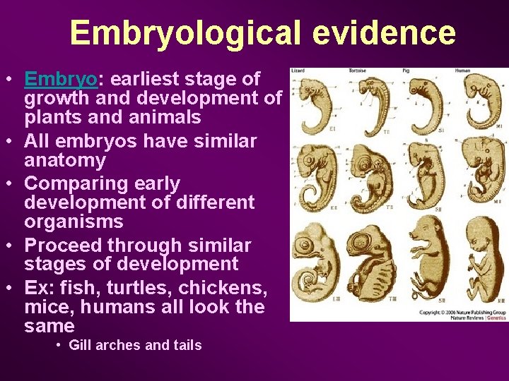 Embryological evidence • Embryo: earliest stage of growth and development of plants and animals