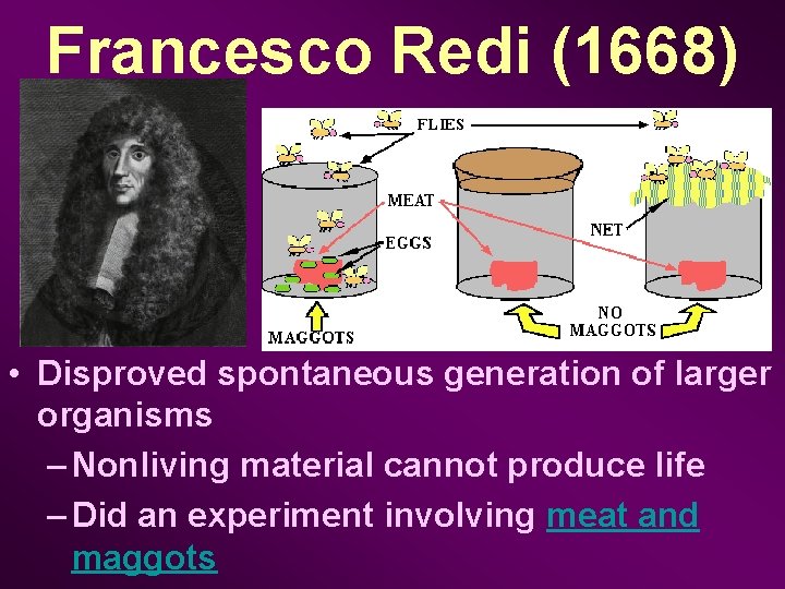 Francesco Redi (1668) • Disproved spontaneous generation of larger organisms – Nonliving material cannot