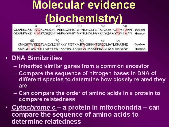 Molecular evidence (biochemistry) • DNA Similarities – Inherited similar genes from a common ancestor