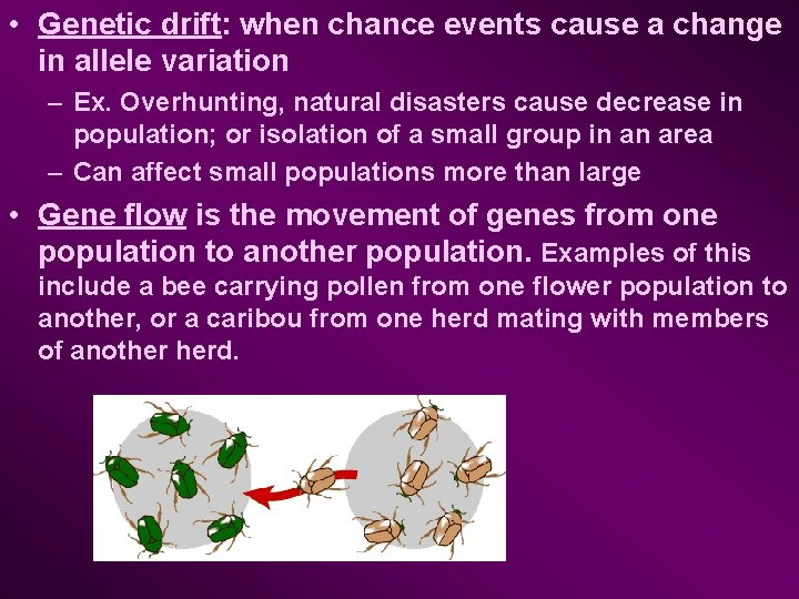  • Genetic drift: when chance events cause a change in allele variation –