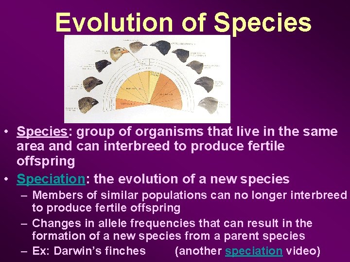 Evolution of Species • Species: group of organisms that live in the same area