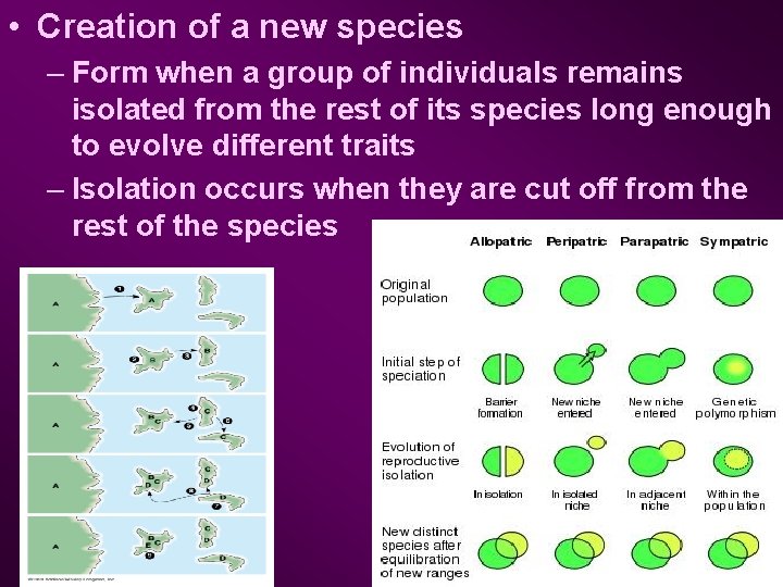  • Creation of a new species – Form when a group of individuals