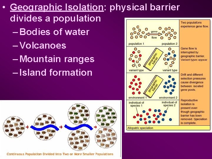  • Geographic Isolation: physical barrier divides a population – Bodies of water –