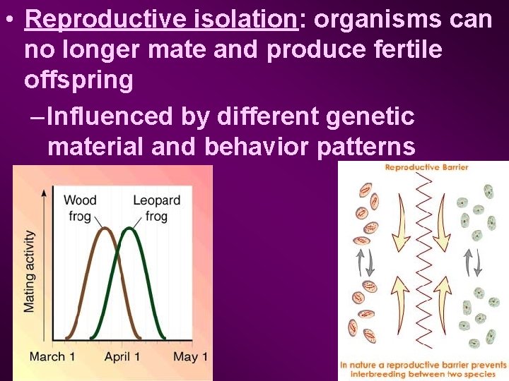  • Reproductive isolation: organisms can no longer mate and produce fertile offspring –