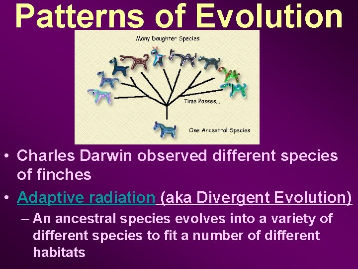 Patterns of Evolution • Charles Darwin observed different species of finches • Adaptive radiation