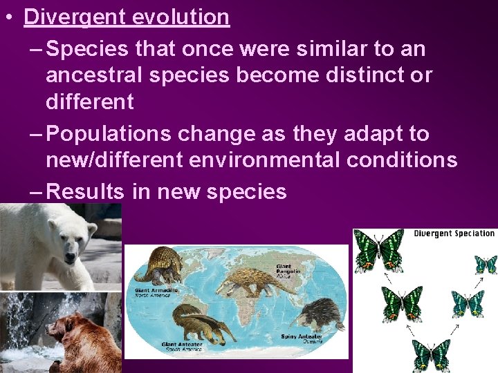  • Divergent evolution – Species that once were similar to an ancestral species